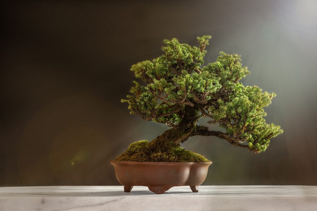 Sztuka bonsai, która przenosi tradycje i techniki dalekowschodnie do naszych domów, stanowi fascynujące połączenie ogrodnictwa, artystyki i filozofii. W uprawie bonsai chodzi nie tylko o stworzenie miniaturowej kopii natury, ale także o czerpanie z niej spokoju i harmonii. Każde drzewko bonsai, z jego starannie przycinanymi gałęziami i uformowanymi korzeniami, opowiada własną historię i wymaga indywidualnej troski. W tym artykule omówiono podstawowe aspekty uprawy bonsai, takie jak wybór odpowiedniego drzewka, jego pielęgnacja, w tym podlewanie, nawożenie oraz przycinanie, a także techniki formowania i stylizacji. Dodatkowo, poruszone zostały kwestie związane ze zwalczaniem szkodników i wyborem odpowiednich doniczek, które są kluczowe dla osiągnięcia estetycznego efektu bonsai. Zapraszam do zapoznania się z pełną treścią artykułu, aby dowiedzieć się więcej o tej niezwykłej sztuce i sposobach jej wdrażania w domowym otoczeniu.