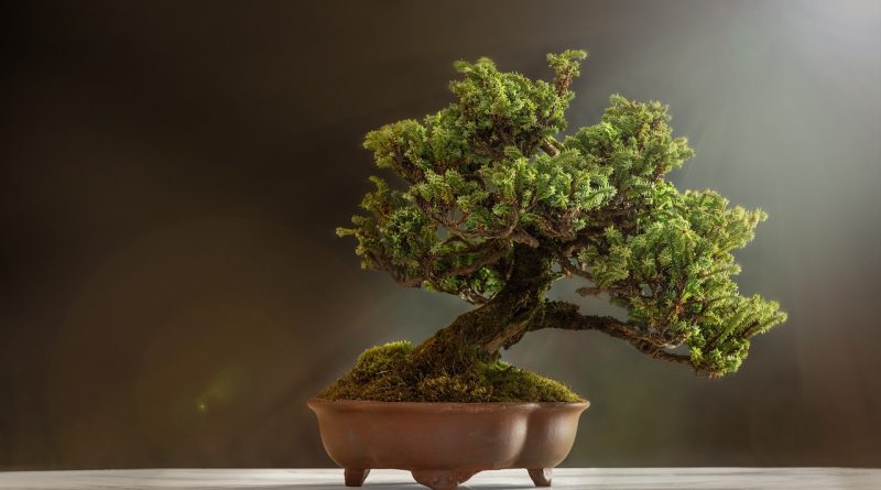 Sztuka bonsai, która przenosi tradycje i techniki dalekowschodnie do naszych domów, stanowi fascynujące połączenie ogrodnictwa, artystyki i filozofii. W uprawie bonsai chodzi nie tylko o stworzenie miniaturowej kopii natury, ale także o czerpanie z niej spokoju i harmonii. Każde drzewko bonsai, z jego starannie przycinanymi gałęziami i uformowanymi korzeniami, opowiada własną historię i wymaga indywidualnej troski. W tym artykule omówiono podstawowe aspekty uprawy bonsai, takie jak wybór odpowiedniego drzewka, jego pielęgnacja, w tym podlewanie, nawożenie oraz przycinanie, a także techniki formowania i stylizacji. Dodatkowo, poruszone zostały kwestie związane ze zwalczaniem szkodników i wyborem odpowiednich doniczek, które są kluczowe dla osiągnięcia estetycznego efektu bonsai. Zapraszam do zapoznania się z pełną treścią artykułu, aby dowiedzieć się więcej o tej niezwykłej sztuce i sposobach jej wdrażania w domowym otoczeniu.